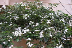 Tabernaemontana divaricata